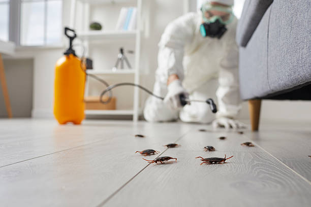 Affordable Pest Control solutions in Laughlin AFB, TX